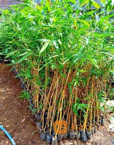 Tanaman Hias Bambu Kuning I Pring Kuning Siap Tanam Harga Murah