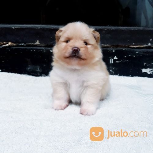 Anak Anjing / Puppy Mini Pom / Pomeranian Betina Warna Unik