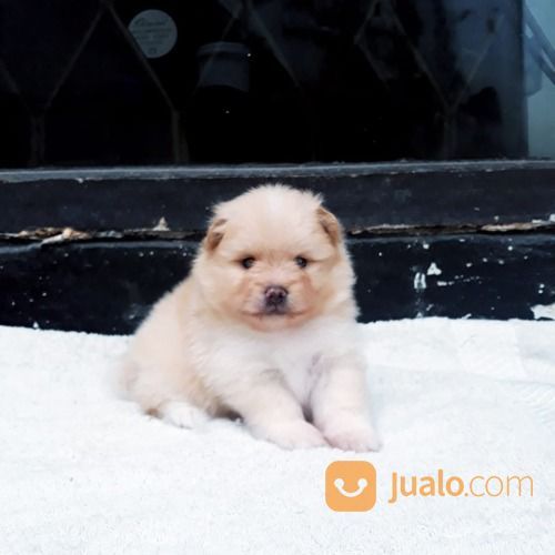 Anak Anjing / Puppy Mini Pom / Pomeranian Betina Warna Unik