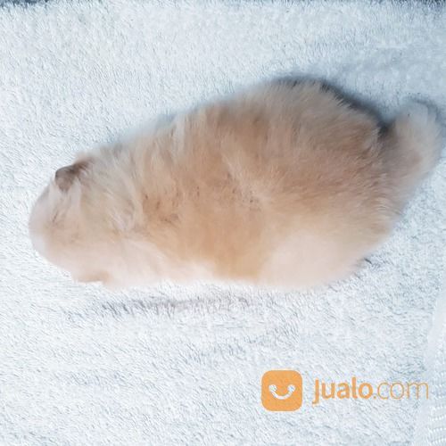 Anak Anjing / Puppy Mini Pom / Pomeranian Betina Warna Unik