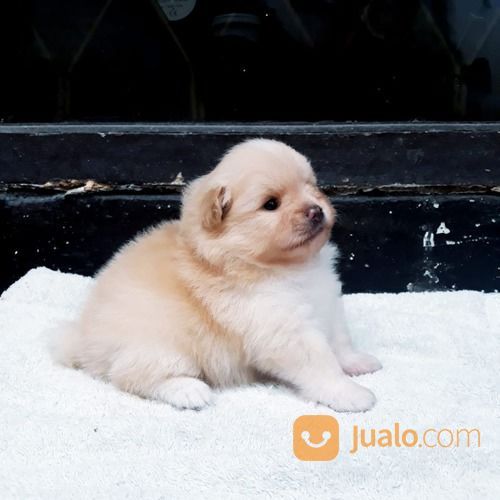 Anak Anjing / Puppy Mini Pom / Pomeranian Betina Warna Unik