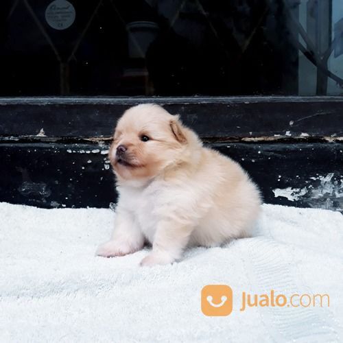 Anak Anjing / Puppy Mini Pom / Pomeranian Betina Warna Unik