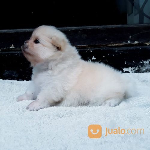 Anak Anjing / Puppy Mini Pom / Pomeranian Jantan Warna Unik