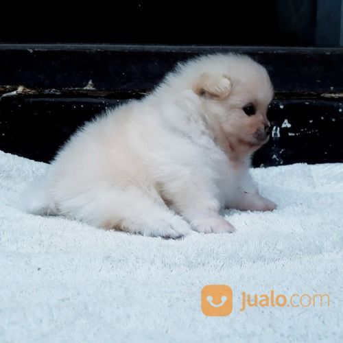 Anak Anjing / Puppy Mini Pom / Pomeranian Jantan Warna Unik