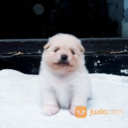 Anak Anjing / Puppy Mini Pom / Pomeranian Jantan Warna Unik
