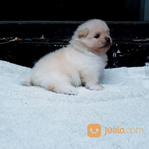 Anak Anjing / Puppy Mini Pom / Pomeranian Jantan Warna Unik
