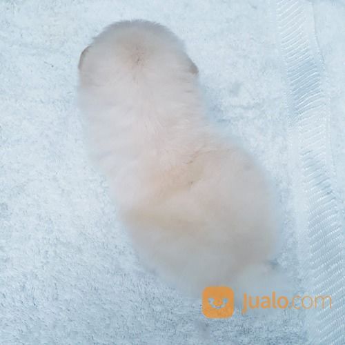 Anak Anjing / Puppy Mini Pom / Pomeranian Jantan Warna Unik