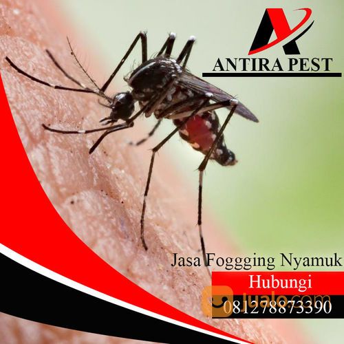 Hp : 081278873390 Jasa Fogging Nyamuk Murah Di Medan