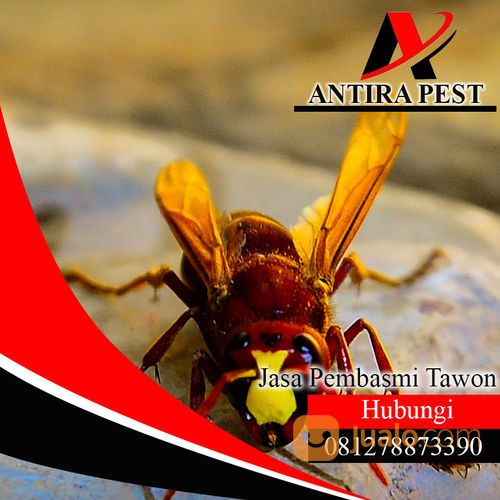 Hub : 081278873390 Jasa Pembasmi Tawon Di Medan
