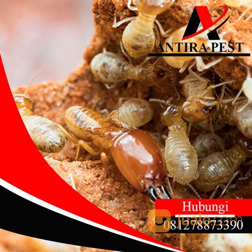 Hub : 081278873390 Jasa Anti Rayap Pra Kontruksi Murah Di Medan