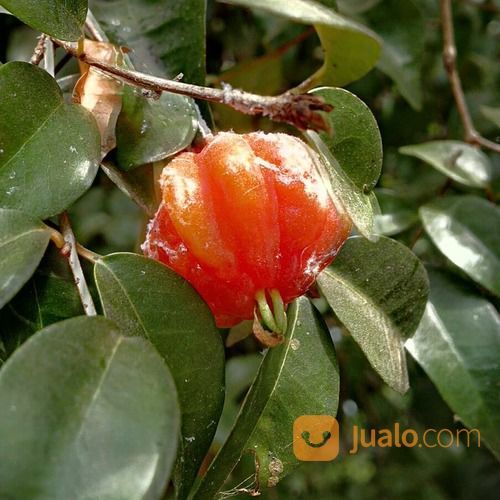 BIBIT BUAH DEWANDARU