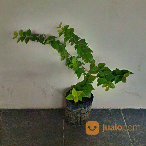 BIBIT BUAH DEWANDARU