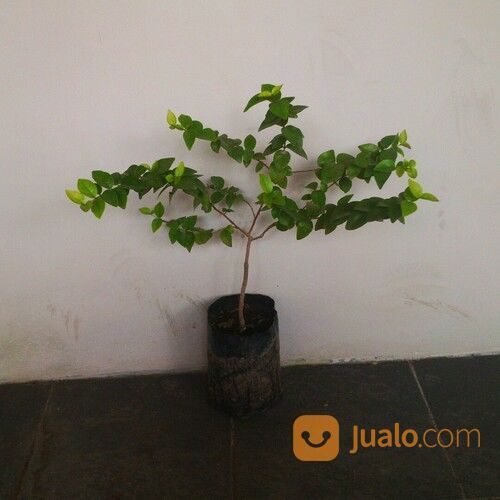 BIBIT BUAH DEWANDARU