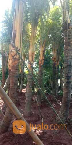 Lapak Pohon Kelapa Gading Kuning