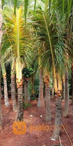 Lapak Pohon Kelapa Gading Kuning