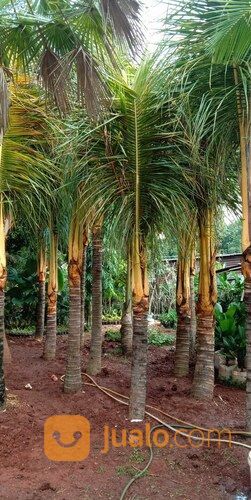 Lapak Pohon Kelapa Gading Kuning