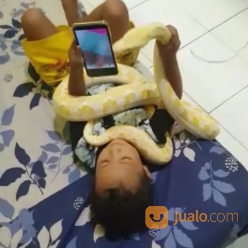 Ular Albino Phyton Amelanistic Jumbo Jinak Pada Semua Orang