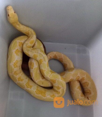 Ular Albino Phyton Amelanistic Jumbo Jinak Pada Semua Orang
