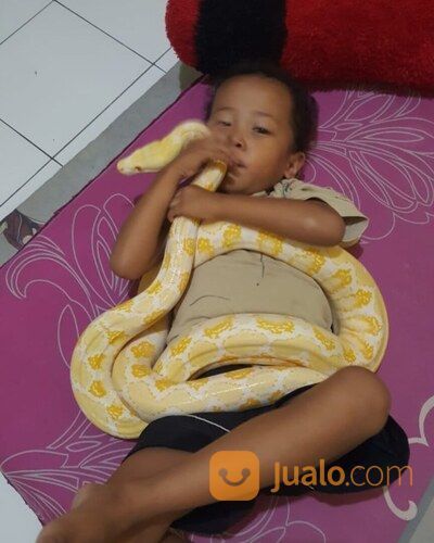Ular Albino Phyton Amelanistic Jumbo Jinak Pada Semua Orang