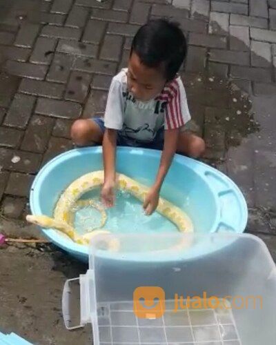Ular Albino Phyton Amelanistic Jumbo Jinak Pada Semua Orang