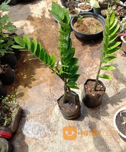 Tanaman Hias Zamia Daun Dolar