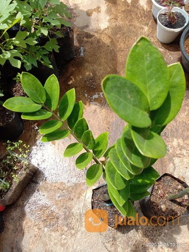 Tanaman Hias Zamia Daun Dolar