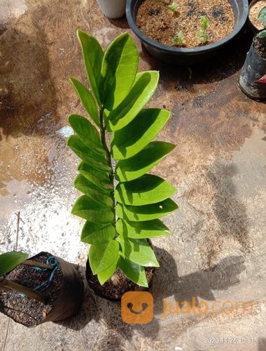 Tanaman Hias Zamia Daun Dolar