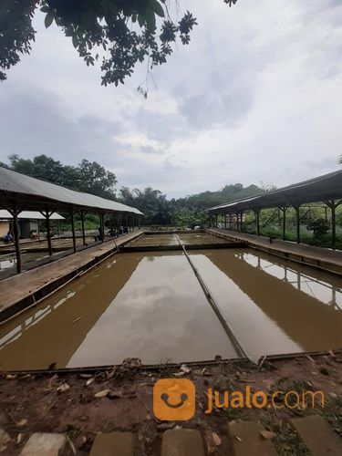 Empang Pemancingan Tak Jauh Dari Jembatan Area Tigaraksa Tangerang