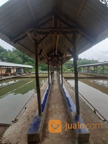 Empang Pemancingan Tak Jauh Dari Jembatan Area Tigaraksa Tangerang