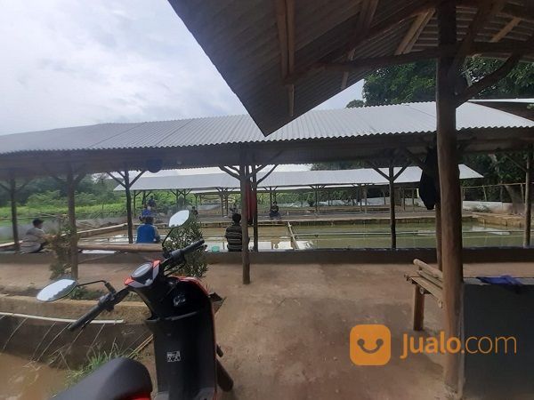 Empang Pemancingan Tak Jauh Dari Jembatan Area Tigaraksa Tangerang