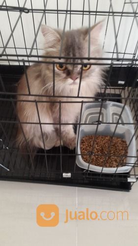 Penitipan / Penginapan Kucing Surabaya Timur PROMO