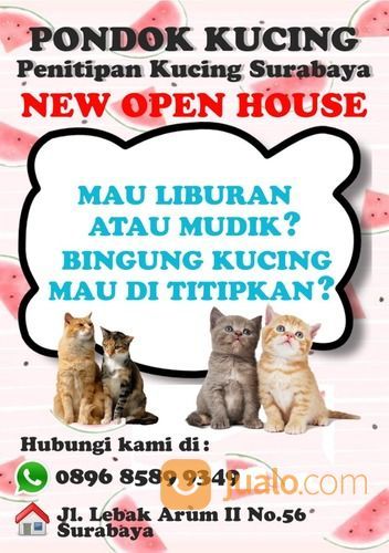 Penitipan / Penginapan Kucing Surabaya Timur PROMO