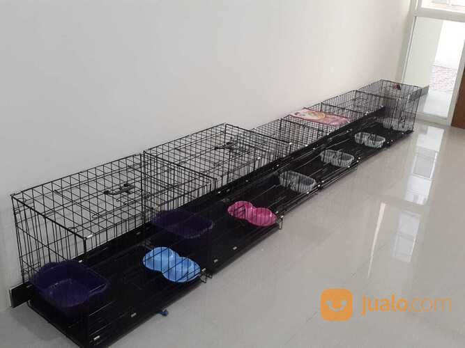 Penitipan / Penginapan Kucing Surabaya Timur PROMO