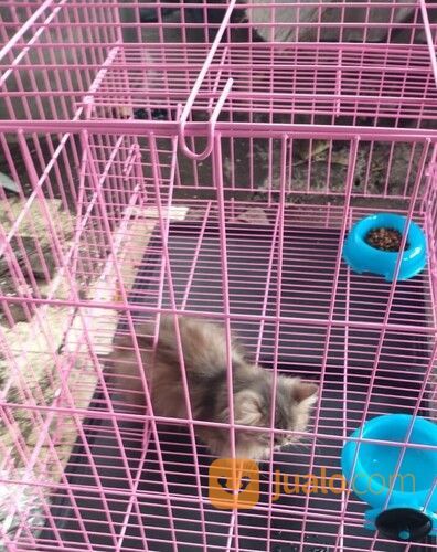 Penitipan / Penginapan Kucing Surabaya Timur PROMO