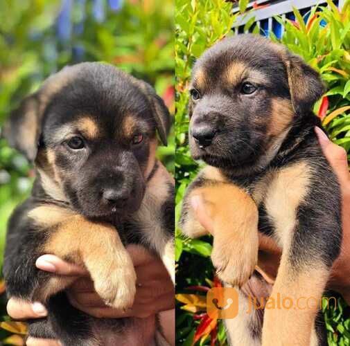 Anak Anjing Rottweiler Mix Herder