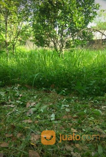 Jasa Potong Rumput Dll Di Serang Cilegon
