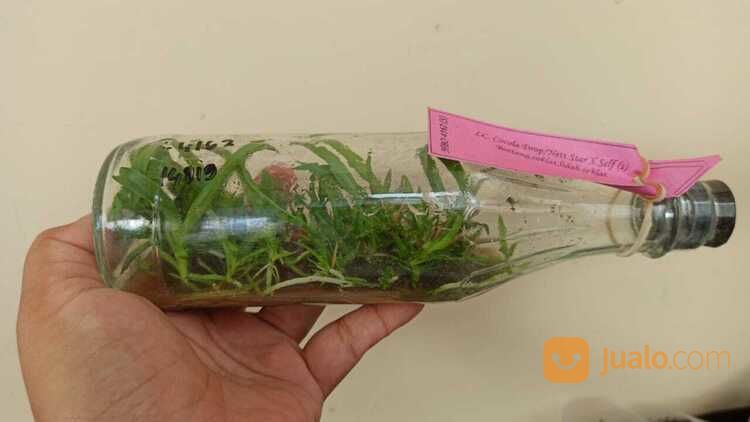 Anggrek Botolan Jenis Bulan, Dendrobium & Cattleya