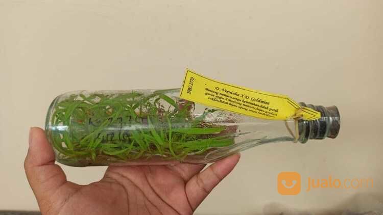 Anggrek Botolan Jenis Bulan, Dendrobium & Cattleya