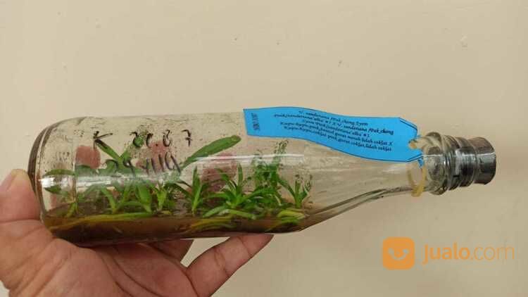 Anggrek Botolan Jenis Bulan, Dendrobium & Cattleya