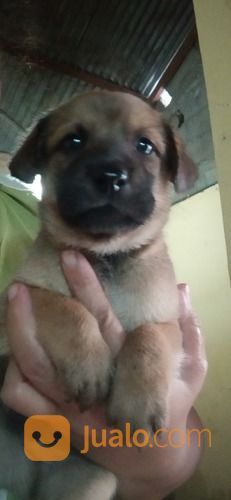 Anak Anjing Mix Belgian Malinois Jantan N Betina