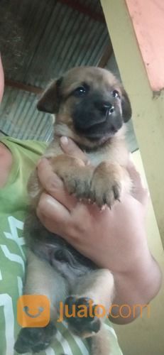 Anak Anjing Mix Belgian Malinois Jantan N Betina