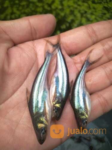 Bibit Ikan Patin