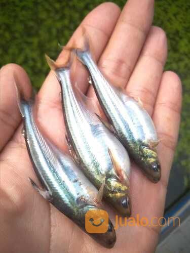 Bibit Ikan Patin