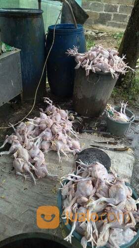Pemotongan Ayam Fresh Di Cimahi