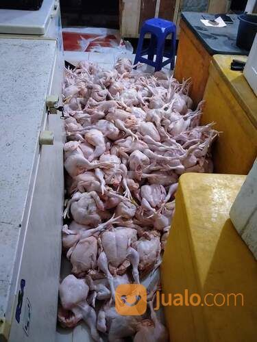 Pemotongan Ayam Fresh Di Cimahi