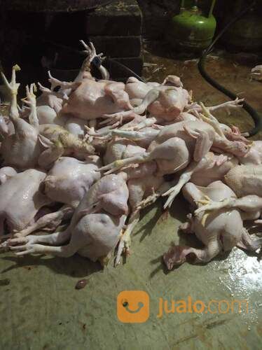 Pemotongan Ayam Fresh Di Cimahi