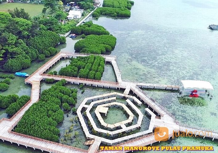 Wisata Pulau Pramuka Menanam Pohon Mangrove