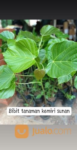 Bibit Tanaman Kemiri Sunan I Penghasil Biodiesel Kualitas Unggul
