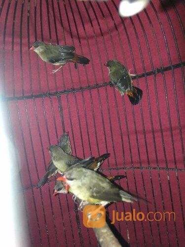 Burung Strobery Finch