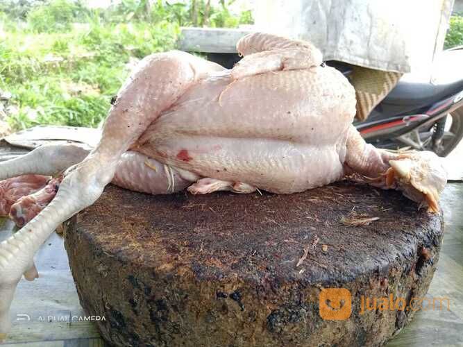 Ayam Potong Fresh Di Padalarang Dan Cimareme